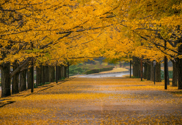 drzewo ginkgo - ginkgo tree ginkgo tree japan zdjęcia i obrazy z banku zdjęć