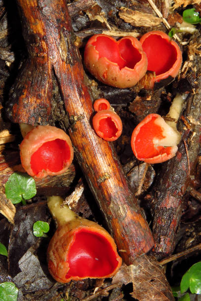 Spores, hyalint, translucent, lipid droplets, asci, microscopic features, saprobic species, Sarcoscypha coccinea, decaying, woody material, Sarcoscypha sp., coccinea, scarlet elf cup, scarlet elf cap, scarlet cup, fungus, family Sarcoscyphaceae, order Pezizales, Sarcoscypha occidentalis, Sarcoscypha austriaca, and Sarcoscypha dudleyi, Helvella coccinea, saucer shaped, cup shaped, funghi, fungus, mushroom, fungi, red fungus, red mushroomwod, wet grd, forest, moist soil seta roja taza de elfo escarlata (sarcoscypha sp.) hongos rojos sarcoscypha coccinea o gorra de elfo escarlata, taza escarlata, hongo en la familia sarcoscyphaceae, pedir pezizales ex helvella coccinea, platillo o taza en forma de funghus funghus