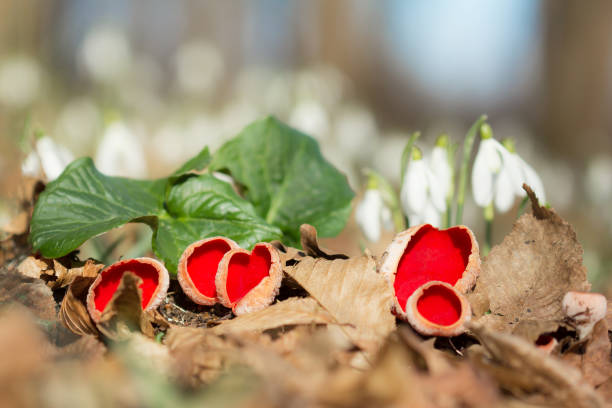 Spores, hyalint, translucent, lipid droplets, asci, microscopic features, saprobic species, Sarcoscypha coccinea, decaying, woody material, Sarcoscypha sp., coccinea, scarlet elf cup, scarlet elf cap, scarlet cup, fungus, family Sarcoscyphaceae, order Pezizales, Sarcoscypha occidentalis, Sarcoscypha austriaca, and Sarcoscypha dudleyi, Helvella coccinea, saucer shaped, cup shaped, funghi, fungus, mushroom, fungi, red fungus, red mushroomwod, wet grd, forest, moist soil seta roja taza de elfo escarlata (sarcoscypha sp.) hongos rojos sarcoscypha coccinea o gorra de elfo escarlata, taza escarlata, hongo en la familia sarcoscyphaceae, pedir pezizales ex helvella coccinea, platillo o taza en forma de funghus funghus