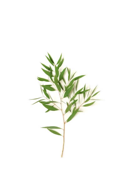 istock green eucalyptus leaves, branch isolated on a white background. flat lay, top view. poster 1208134866