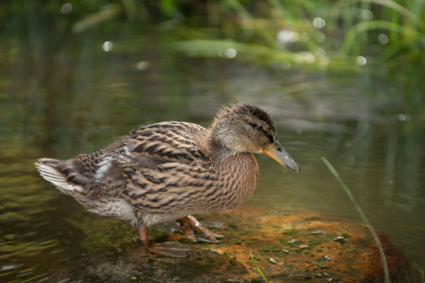 Single young duckling stands in a water close-up
