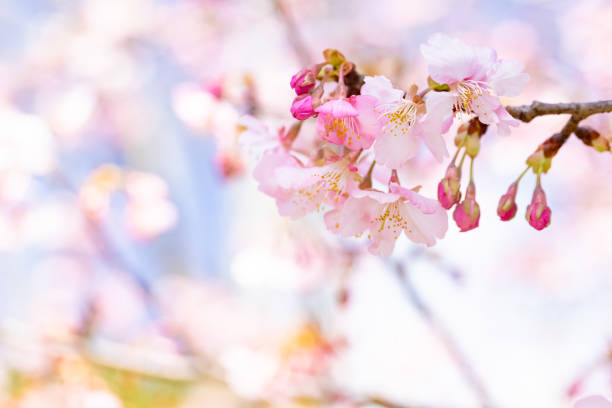 istock Beautiful Kawazu cherry blossoms in full bloom 1208139711