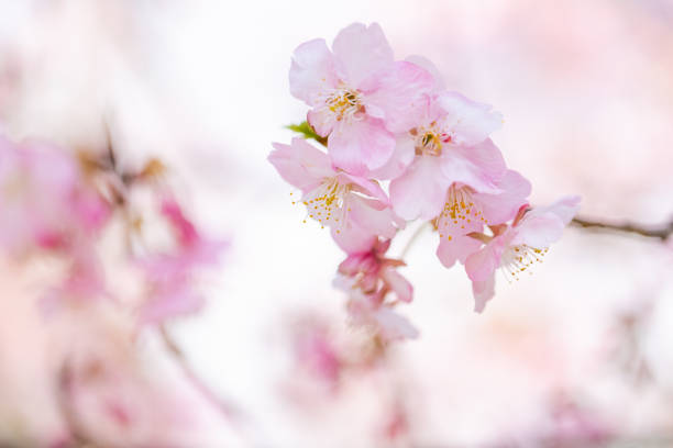 Cherry blossom in blue sky