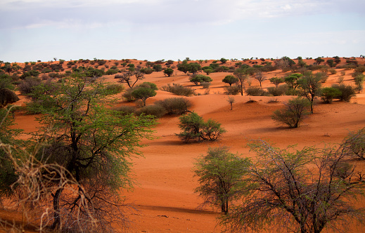 an Oryx searches for food in Southern Africa