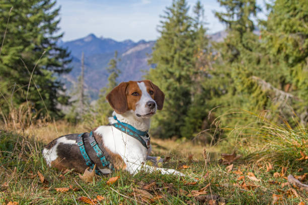 istock Beagle on a hike on the Trainsjoch 1208139938