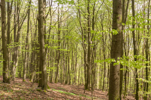 Spring in the beech forest in south Sweden with flowering wood anemones