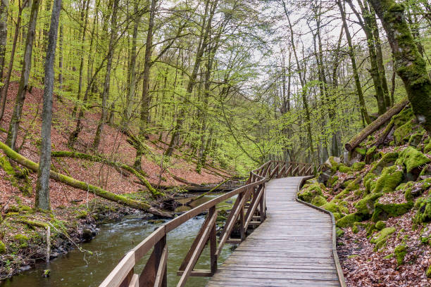 istock Misty spring beech forest in a nature reserve in southern Sweden 1208140073