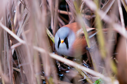 A male bearded tit (Panurus biarmicus) clings to two reed stems just above the waterline and peers through the reed bed towards the camera