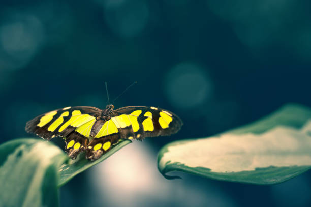 una farfalla malachite (siproeta stelenes) poggia su una foglia variegata - malachite butterfly foto e immagini stock