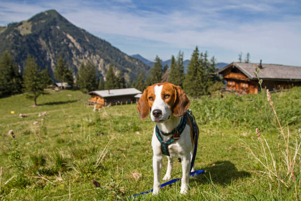 istock Beagle on a mountain hike on the Bodenschneid 1208141732