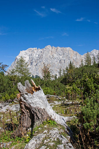 Mighty rootstock of the mighty massif of the Zugspitze