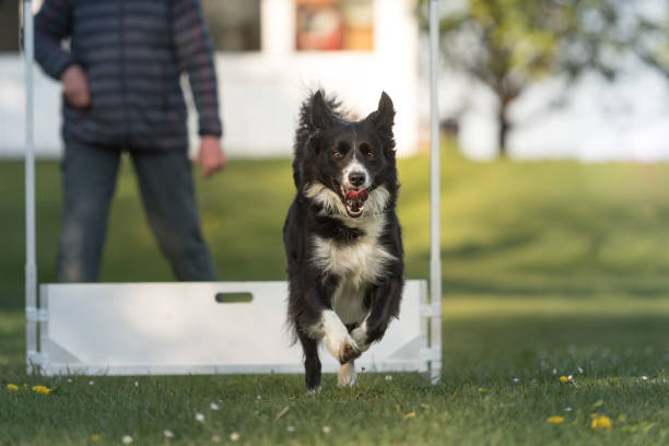 fast dog przeskakuje przez płotki - border collie - action dog outdoors animal trainer zdjęcia i obrazy z banku zdjęć