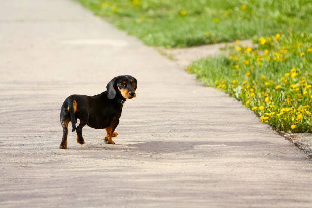 Dachshund walks on the asphalt in the open air.