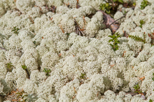 istock eal reindeer lichen 1208143651