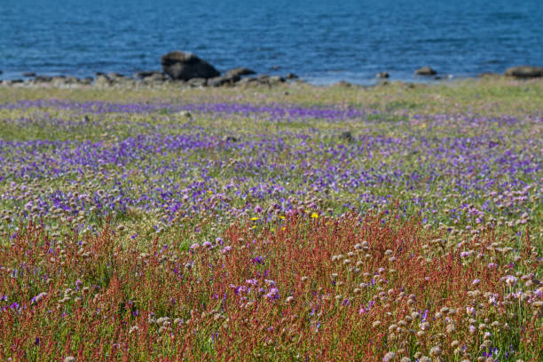 istock Meadow covered with blooming wild pansies 1208144508