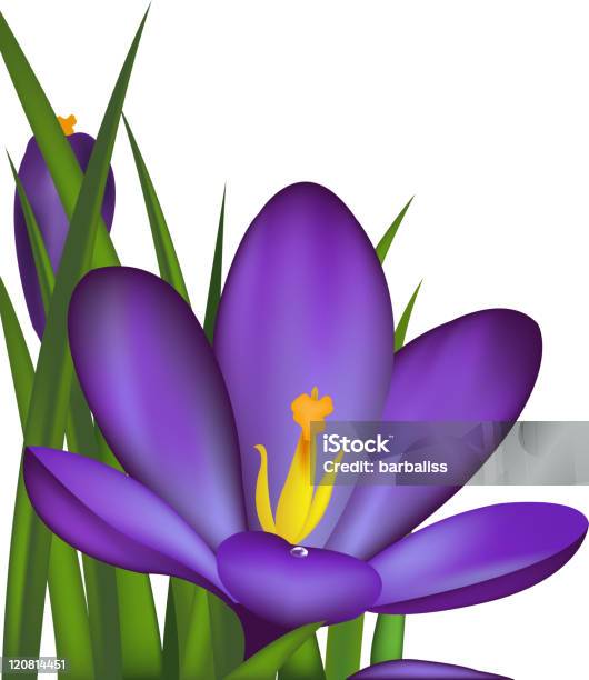 Ilustración de Azafrán y más Vectores Libres de Derechos de Azafrán - Familia del Iris - Azafrán - Familia del Iris, Azul, Belleza de la naturaleza