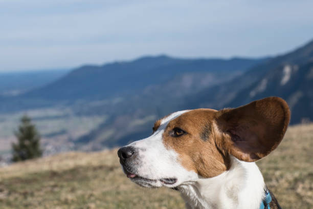 beagle mit segelohr - walchensee lake stock-fotos und bilder