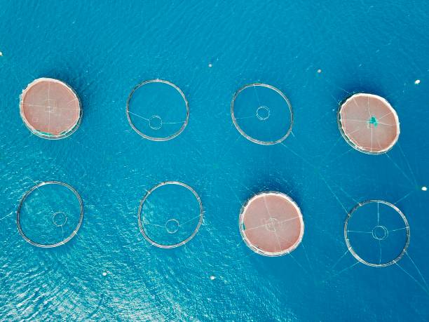 istock Fish farm in the ocean 1208146394