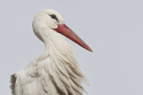 A highkey - portrait of a white stork.