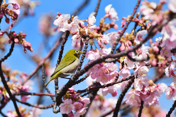 istock Kawazu Sakura's Japanese White-eye 1208146797