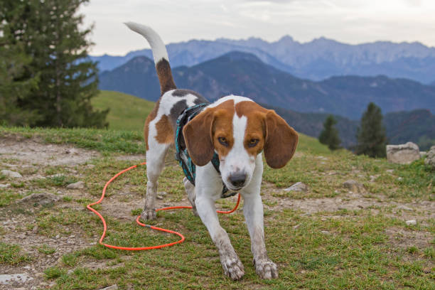 istock Beagle enjoys the beautiful view from the  Farrenpoint 1208146846