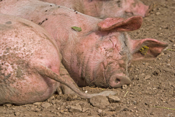 Large piglet standing in a muddy field looking for food