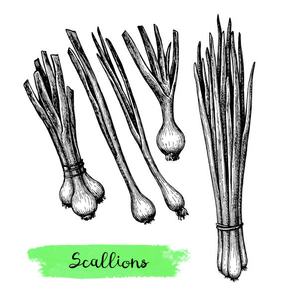 ilustrações, clipart, desenhos animados e ícones de esboço de tinta de cebolinha. - chive onion spring onion garlic
