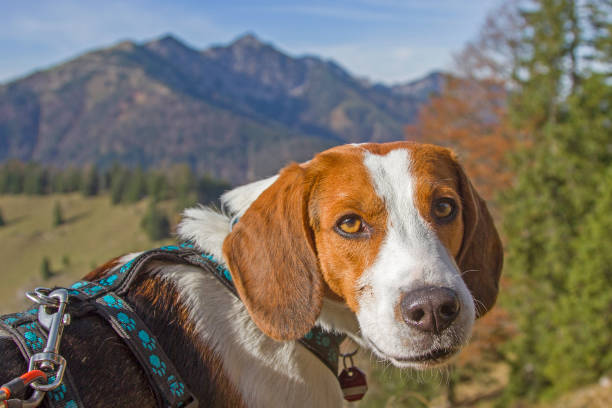 istock Beagle on a hike on the Trainsjoch 1208148902