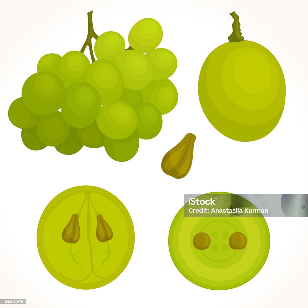 Vector grapes in different angles. - Royalty-free Uva arte vetorial