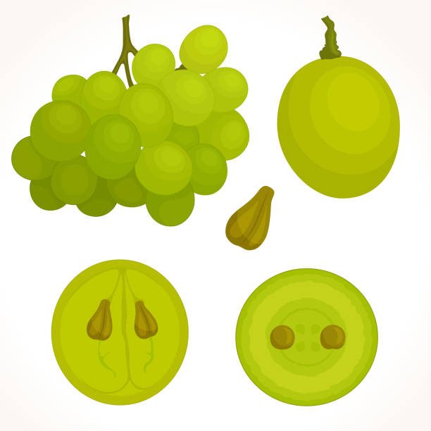 ilustrações de stock, clip art, desenhos animados e ícones de vector grapes in different angles. - ramo parte de uma planta ilustra ções