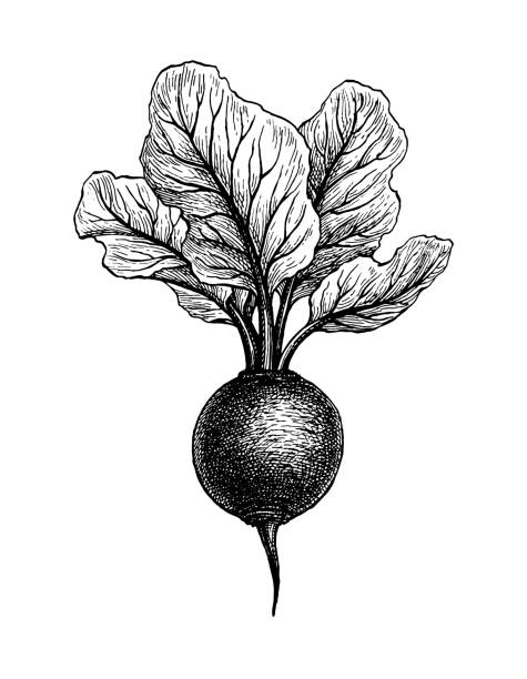 Ink sketch of beetroot. Beetroot with tops. Ink sketch isolated on white background. Hand drawn vector illustration. Retro style. common beet stock illustrations