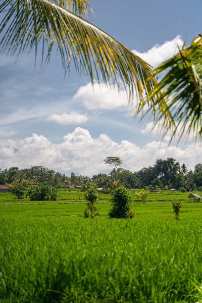 istock Big palm leaves being on the foreground 1208151116
