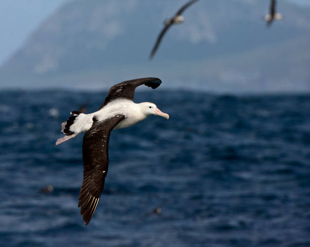 istock critically endangered Tristan Albatross (Diomedea dabbenena) 1208151201