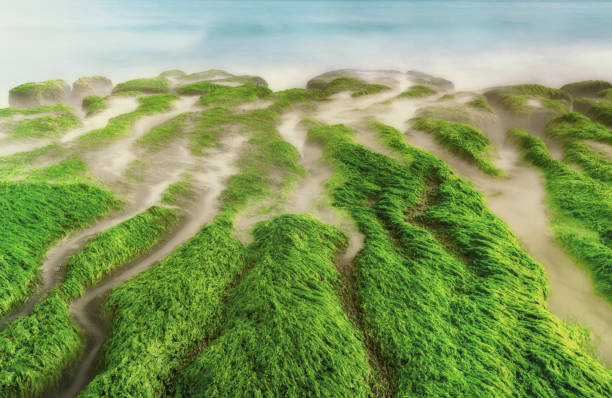 A vibrant contrast of textures and colors, with lush green reeds and grasses at the base of dramatic, eroded orange and beige clay cliffs.
