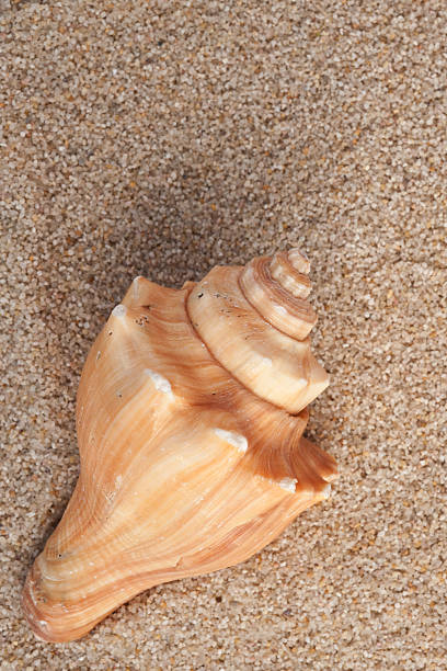 Conch and Sand stock photo