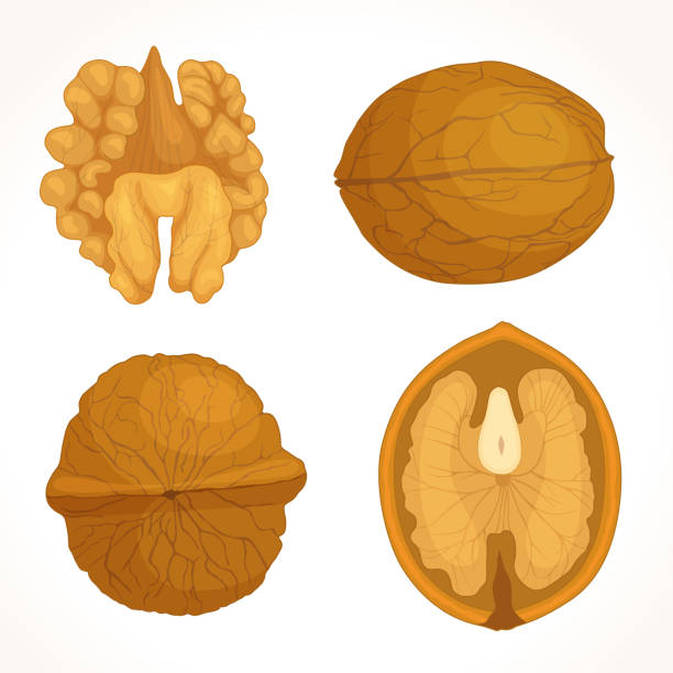 Nutshell Vector 10+ Nutshell Studies Stock Illustrations, Royalty-Free Vector Graphics ...
