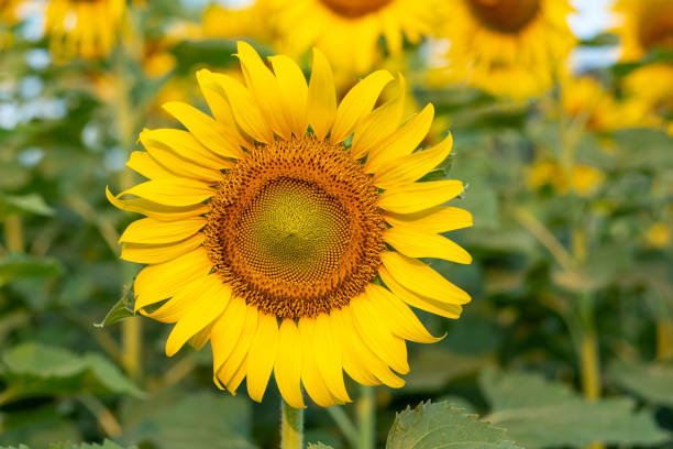 istock sun flower filed booming 1208151783