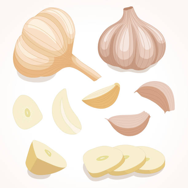 illustrazioni stock, clip art, cartoni animati e icone di tendenza di aglio in varie forme. illustrazione vettoriale. - garlic freshness isolated vegetarian food