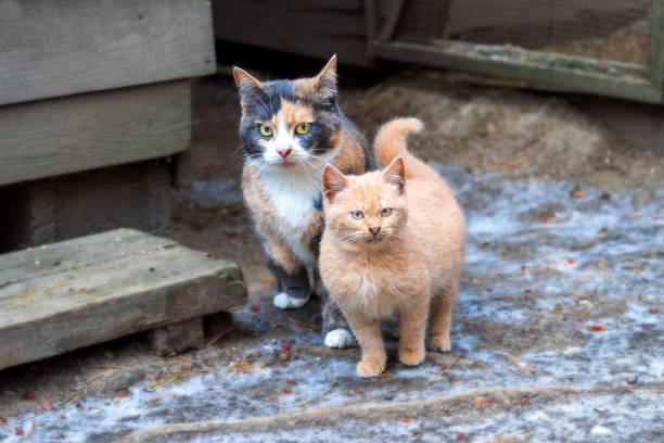 istock Multi-colored cat mom with a red kitten together. Animals Stand on the ground. Winter is cold. The cat and kitten are looking straight ahead. Family of animals. 1208153381