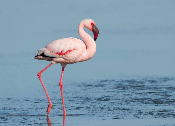 istock Lesser Flamingo, Phoenicopterus minor 1208154549