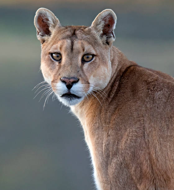 Wild Cougar I Stock Photo - Download Image Now - Mountain Lion, Head, Animal Head - iStock Wild Cougar I Stock Photo - Download Image Now - Mountain Lion, Head, Animal Head - iStock