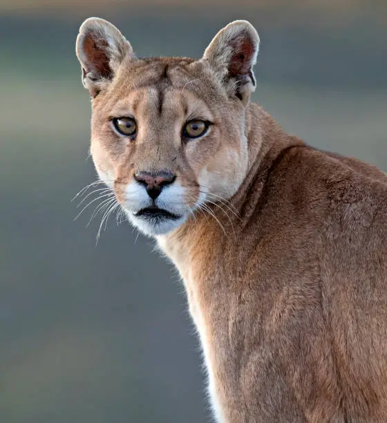 Wild Cougar (Puma concolor concolor) in Torres del Paine national park in Chile. Staring to the photographer.