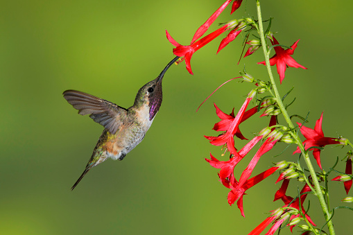 Adult male Lucifer Hummingbird (Calothorax lucifer) hovering against a green background in front of small red flowers in Brewster Co., Texas, USA in September 2016