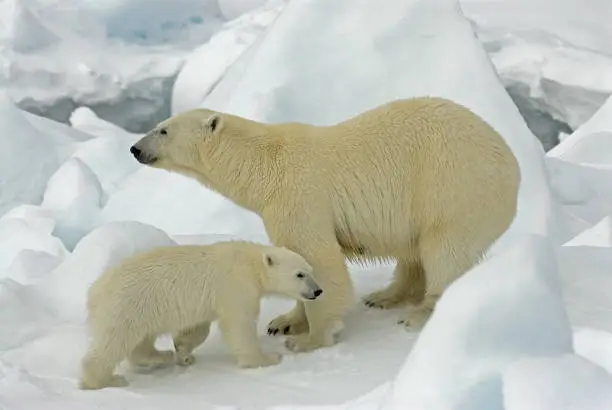 Adult female Polar Bear (Ursus maritimus) standing in frozen world of Spitsbergen, together with her young cub.