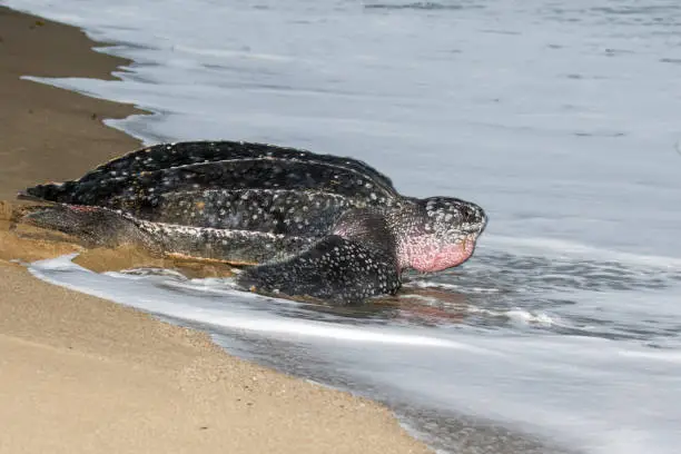 Adult female Leatherback sea turtle (Dermochelys coriacea) on a sandy beach on an island in the Caribbean. Heading back to sea after laying her eggs.