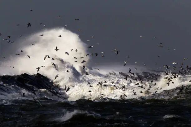 Huge waves crashing over the pier of Ijmuiden, Netherlands during severe storm over the North Sea. Flock of seagulls sheltering in the harbour.