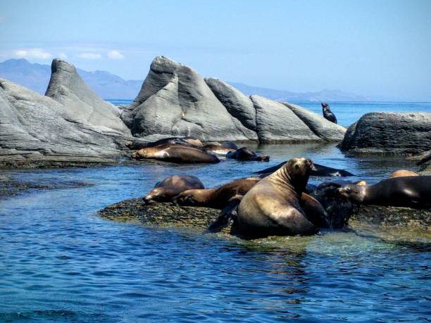 istock Loreto sea lions, Baja California, Mexico 1208154928