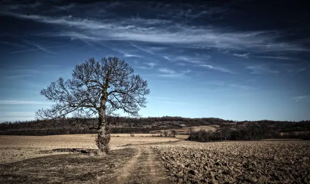 Photo of Bare tree by a dirt road on a plowed field