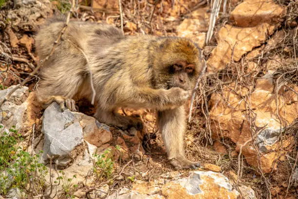 Photo of monkey looking for food on a cliff