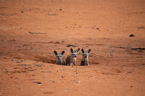 Three fennec fox cubs appear from an hole in the ground